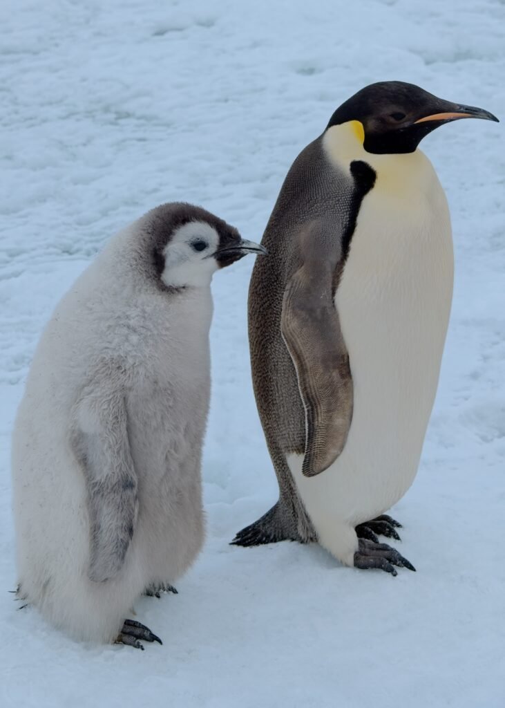 Emperor Penguins in Antarctica